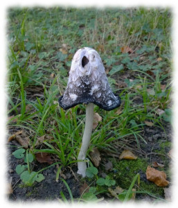 shaggy_inkcap